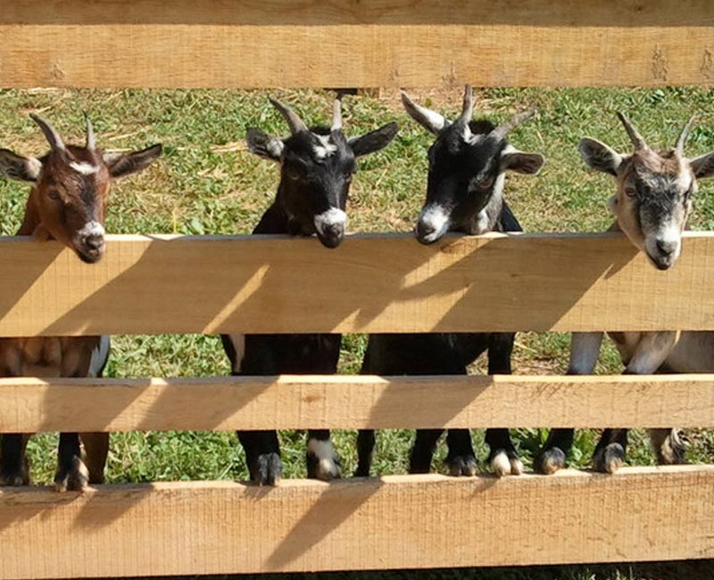 Goats at a Tennessee farm